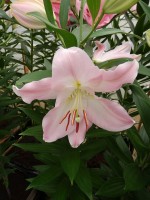 [4214 Jetaime No202.JPG]